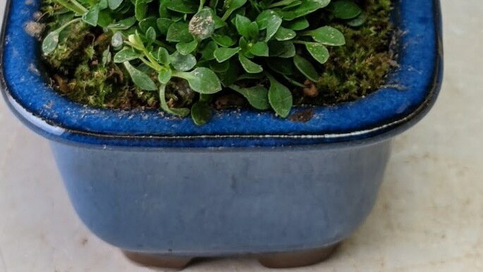 ��դλ����𡡥ҥ����ȭ�����ʥߥ�)��2026��ճ���