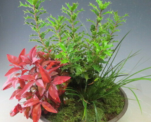 南天と姫ヒイラギの寄せ植え