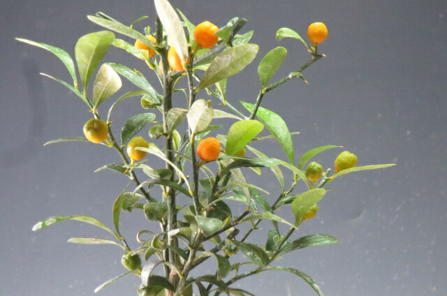 盆栽 キンズのミニ盆栽【現品】