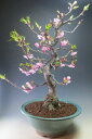 【アウトレット】桜盆栽 珍しい河津桜の鉢植え盆栽(特大)【現品】【沖縄・離島発送不可】今年の開花は終わりました