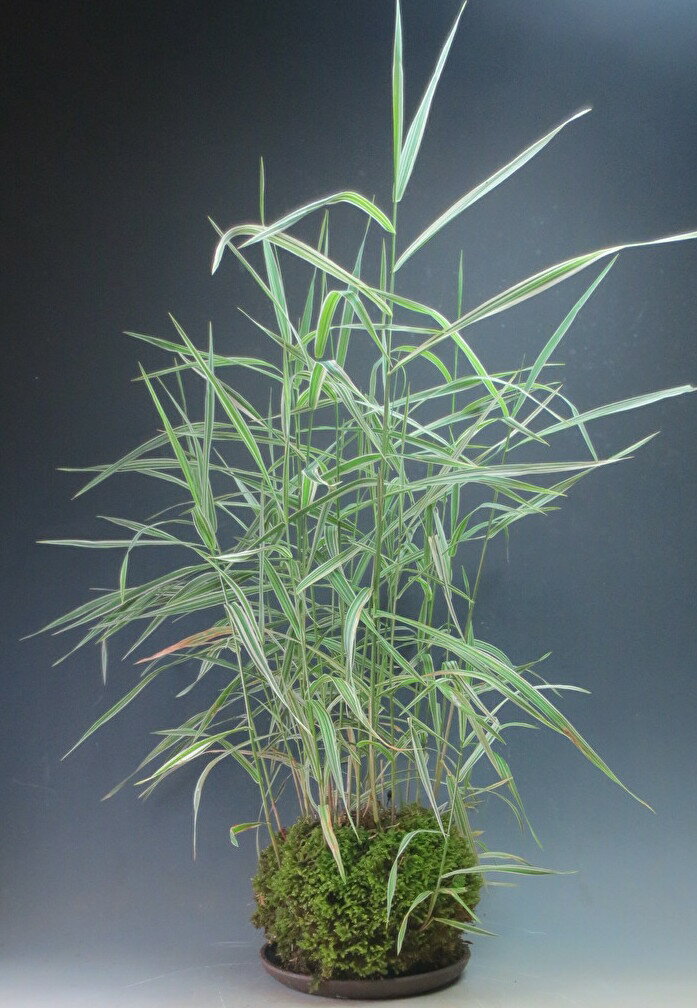 夏〜秋の山野草　十和田アシの苔玉　陶板付き