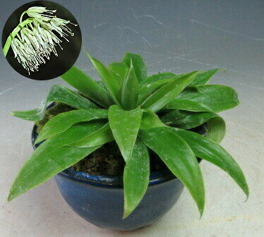 早春の山野草　オオシロショウジョウバカマの鉢植え