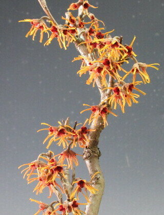 �ߺϡ��ֲ��դ����ޥ󥵥���ȭ�����ߥ��ߺϡ�2026��ճ���ͽ��