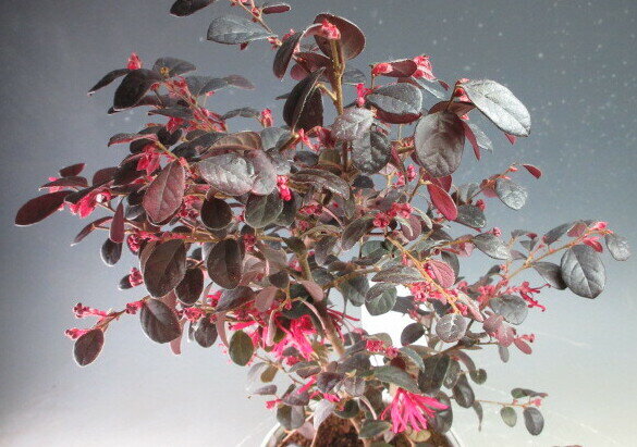 紅花トキワマンサク（黒美人）の鉢植えミニ盆栽【現品】