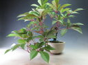 盆栽 ヘンリーツタの鉢植え【現品】