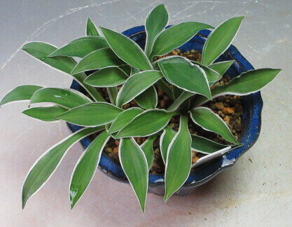 ギボウシ　文鳥香