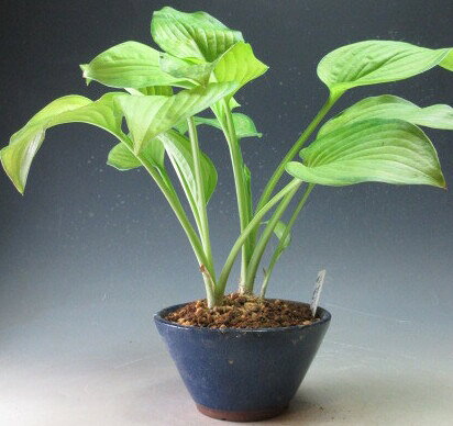 Rakuten - ニオイギボウシ（中透け）の鉢植え