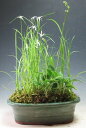 山野草 シラサギカヤツリの山野草寄せ植え【現品】2025初夏〜開花