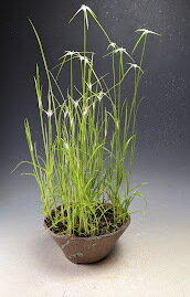 山野草　シラサギカヤツリの寄せ植え【現品】