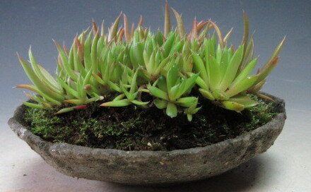 ツメレンゲの鉢植え(中)の紹介画像2
