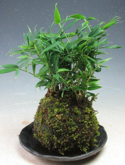 オロシマササの苔玉