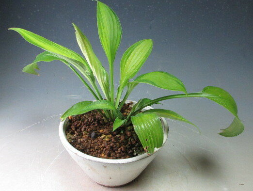 樂天商城 - 大葉ギボウシ（斑入り）（富士錦）の鉢植え