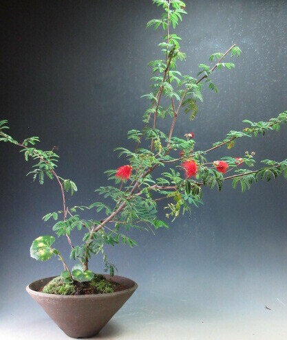 花芽付き！緋ネム、ツワブキの寄せ植え盆栽　2025秋開花中