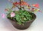 盆栽 日向水木/姫水木、南天の寄せ植え