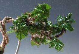 盆栽　竜神蔦/リュウジンヅタのミニ盆栽【現品】