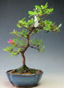 盆栽 皐月(サツキ)(星の輝)【現品】開花終了