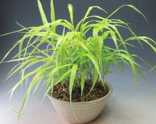 山野草 黄金風知草の鉢植え盆栽