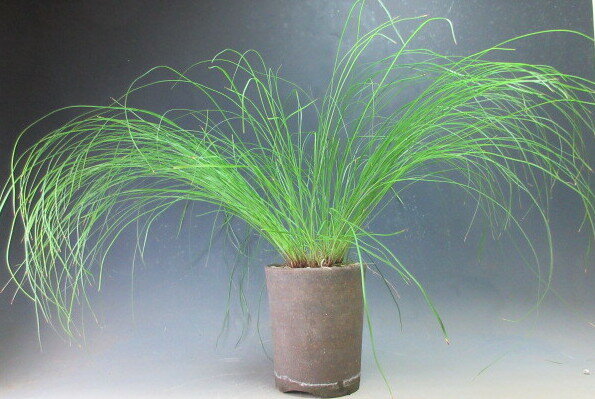 乐天商城 - 初夏〜秋の山野草　ショタイソウ（書帯草）の鉢植え盆栽【現品】