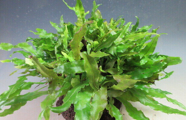 ヤノネシダの石付け 2