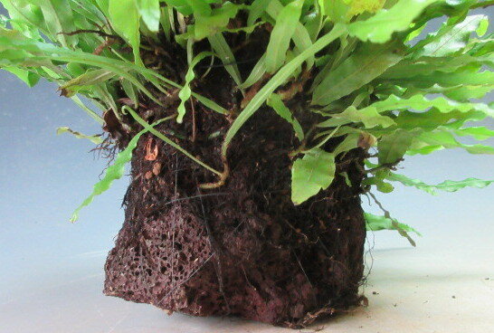 ヤノネシダの石付け 3