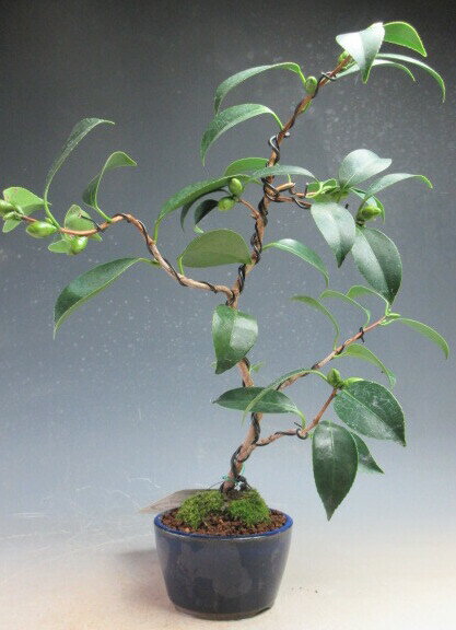 盆栽　花芽付き！白花椿（一休）の鉢植え盆栽【現品】2024早春開花予定