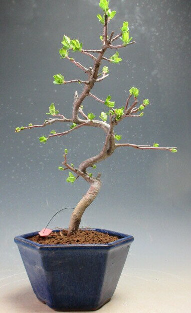 盆栽　実付き！深山カイドウ/ミヤマカイドウの鉢植え盆栽【現品】