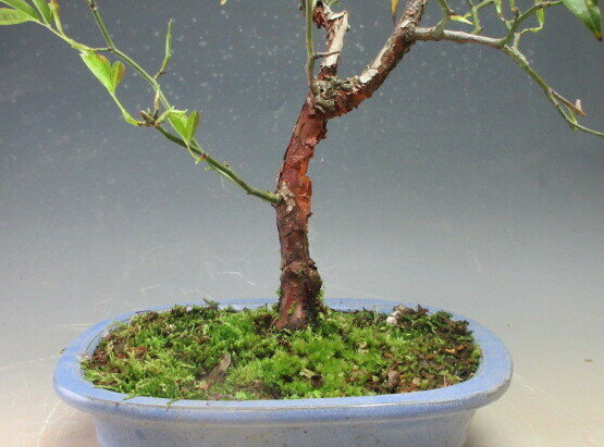 盆栽　黄花モッコウバラの鉢植え盆栽【現品】　【北海道・沖縄・離島発送不可】