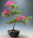 皐月　盆栽　花芽付き！久留米ツツジ（竜星）の鉢植え盆栽　【現品】　