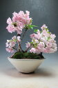 【アウトレット】桜盆栽 旭山桜の寄せ植え盆栽(A)【現品】葉桜