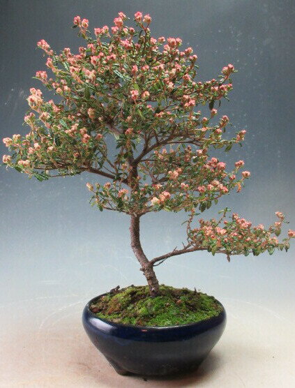 盆栽 天皇梅の鉢植え