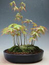 盆栽　山もみじの寄せ植え盆栽【現品】