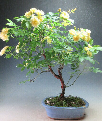 楽天市場】モッコウバラ(盆栽|花・観葉植物):花・ガーデン 楽天市場】モッコウバラ(盆栽|花・観葉植物):花・ガーデン
