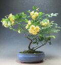 盆栽　黄花モッコウバラの鉢植え盆栽（大）　【現品】【北海道・沖縄・離島発送不可】開花満開（4/19）