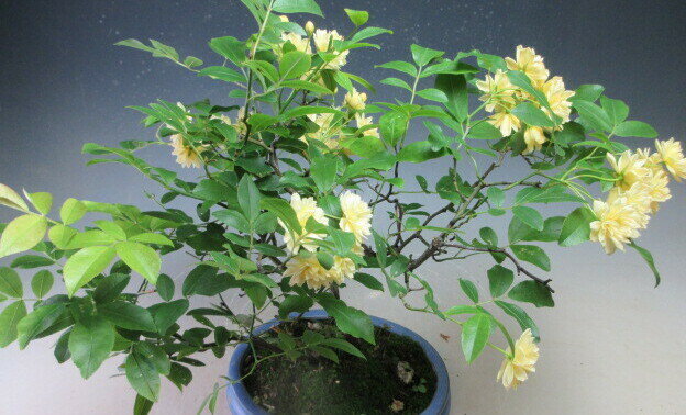 盆栽 黄花モッコウバラの鉢植え盆栽(大) 【現...の紹介画像3