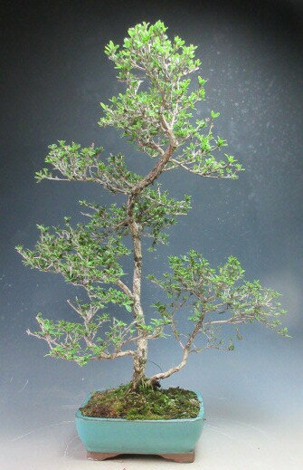 姫香丁木の盆栽　大【現品】