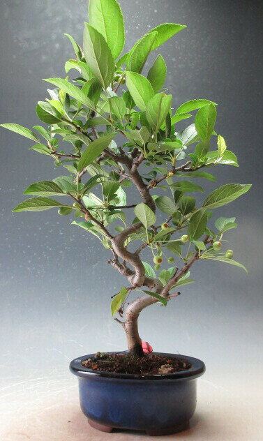 盆栽　実付き！深山カイドウ（ミヤマカイドウ）（曲付き）の鉢植え盆栽【現品】