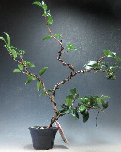 椿　盆栽　花芽付き！椿（玉の浦）の鉢植え盆栽【現品】2026早春開花予定