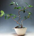 椿 盆栽 椿(玉の浦)の鉢植え盆栽 開花終了【現品】