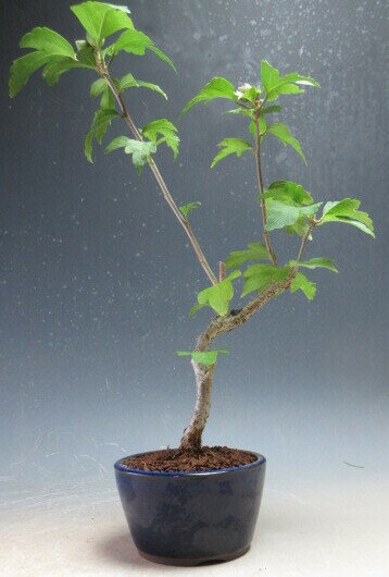 【写真撮影】2024/9/19 現在、花芽が出てきました。(7/11現在） ＊お届けする時期により商品の状態はことなります。 ●サイズ 【写真撮影時】 　約H30cm×W20cm×D21cm ＊鉢の大きさ(H5.5cm）はこのサイズには含ま...