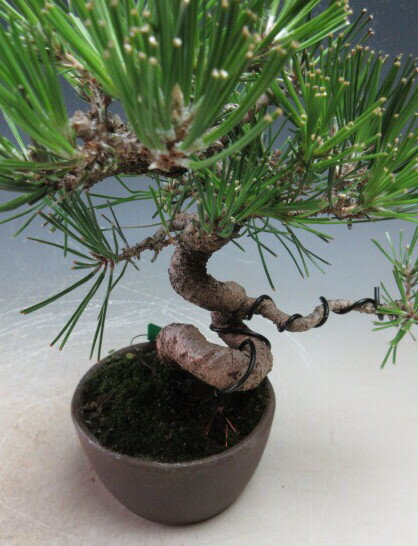 ミニ盆栽 黒松【現品】