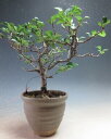 盆栽 四季咲き赤花長寿梅の盆栽【現品】2025秋〜開花予定