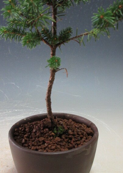 ミニ盆栽 エゾマツ(蝦夷松)(白芽八房)【北海道・沖縄・離島発送不可】