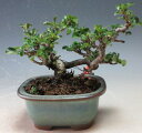 盆栽 四季咲き長寿梅(赤花)【現品】