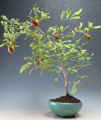 盆栽　姫柿　実付き！実付き！老爺柿(ロウヤガキ）（メス）の鉢植え【現品】