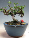盆栽 花芽付き!長寿梅(赤花)のミニ盆栽【現品】