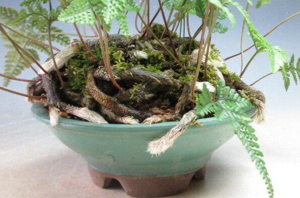 トキワシノブの鉢植え 2