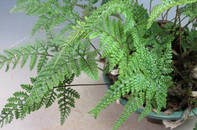 トキワシノブの鉢植え 3