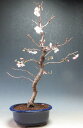 盆栽 桜 十月桜(模様木)【現品】