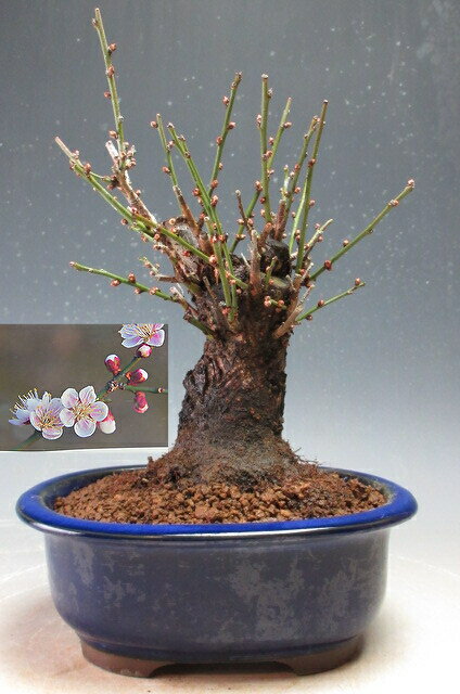 【アウトレット】梅盆栽　鈴鹿の関(一重咲き・淡いピンク）(太幹）【現品】開花終了【北海道・沖縄・離島発送不可】