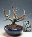 盆栽 ボケ(祝錦)の鉢植え 【現品】